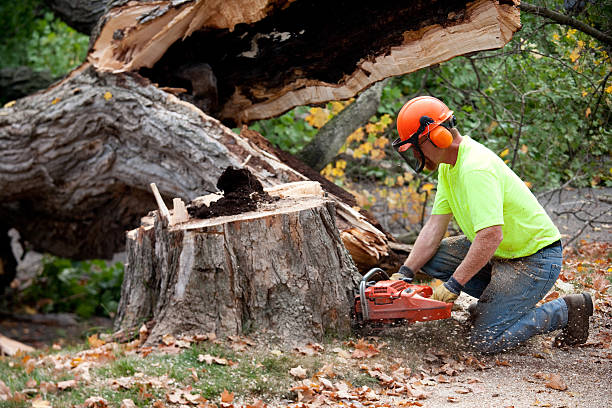 Emergency Storm Tree Removal in Brookland, AR